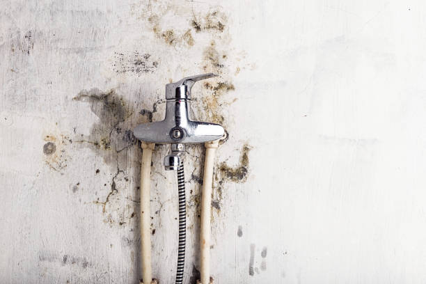 Best Same-Day Mold Removal  in Pleasant Grove, UT