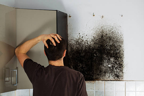 Best Attic Mold Removal  in Pleasant Grove, UT