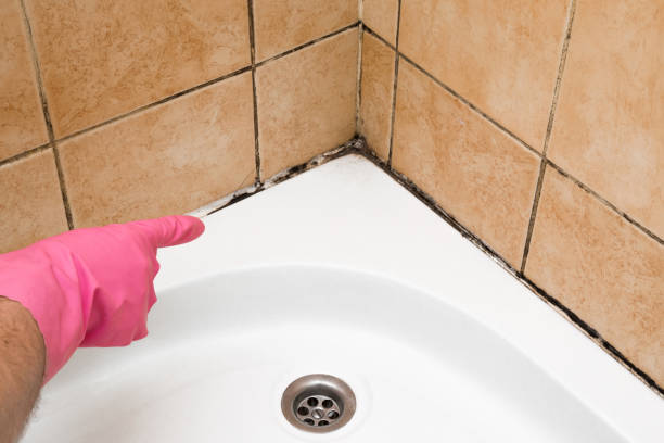 Attic Mold Removal in Pleasant Grove, UT
